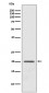 ARF1 Antibody